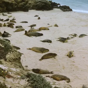 seals on San Miguel Island, Adams Cove