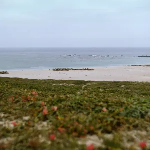 San Miguel Island, Point Bennett, Adams Cove