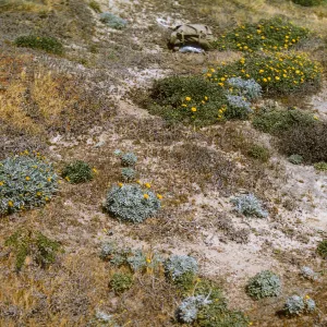 Malacothrix incana and Malacothrix succulenta on San Miguel Island
