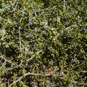 Lycium californicum on San Miguel Island