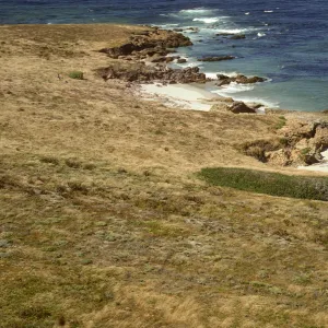 Eastern Lavatera population on San Miguel Island