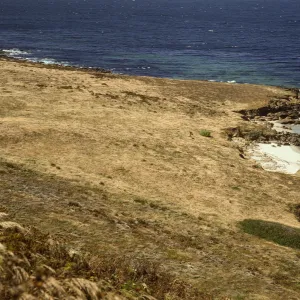 Eastern Lavatera population on San Miguel Island