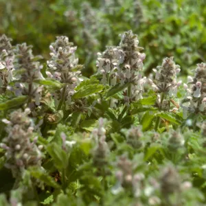 Stachys ajugoides flowers, San Miguel Island