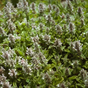 Stachys ajugoides flowers, San Miguel Island