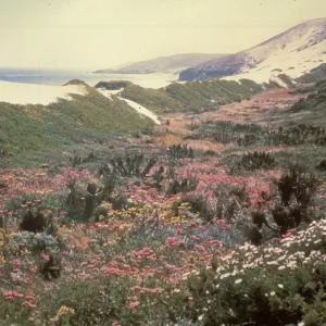wildflowers on San Miguel Island