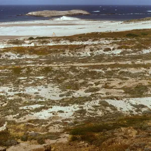 Lavatera population, north of Adams Cove, San Miguel Island