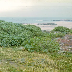 Lavatera assurgentiflora poopulation, Point Bennett, San Miguel Island