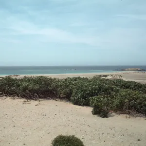 Lavatera assurgentiflora population on San Miguel Island