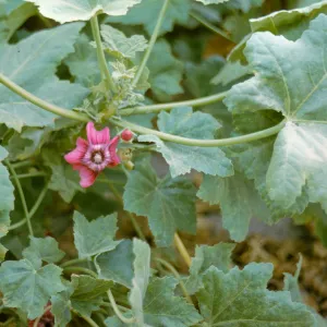 San Miguel Island, Lavatera