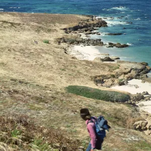 San Miguel Island, eastern Lavatera population