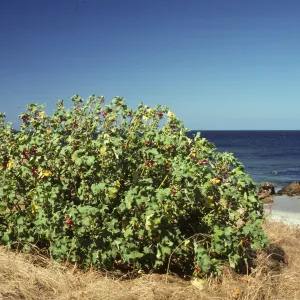 San Miguel Island, east end Lavatera population