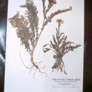 Herbarium specimen of Achillea borealis (Yarrow) from San Miguel Island