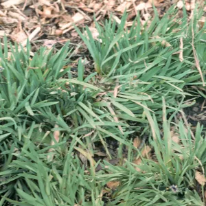 San Miguel Island, Sisyrinchium bellum