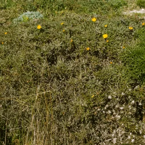 San Miguel Island, Malacothrix incana