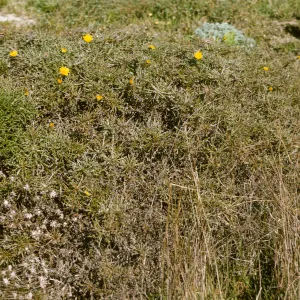 San Miguel Island, Malacothris incana