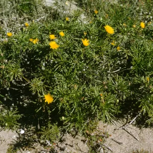 San Miguel Island, Malacothrix succulenta