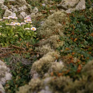 San Miguel Island, Toxicodendron