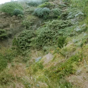 San Miguel Island