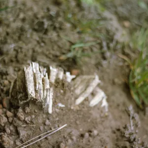 San Miguel Island, mammoth tooth