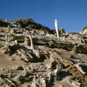 San Miguel Island caliche forest, fossil concretions