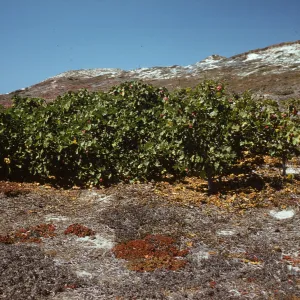 Lavatera assurgentiflora on San Miguel Island