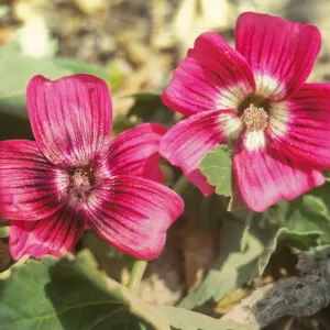 Lavatera on San Miguel Island