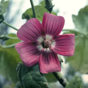 Lavatera on San Miguel Island