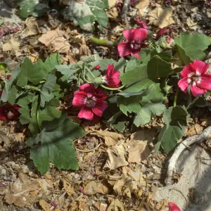 Lavatera on San Miguel Island