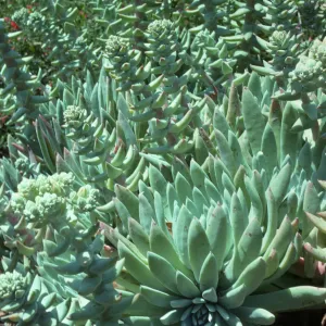 Dudleya greenei on San Miguel Island