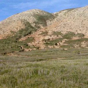 San Miguel Island