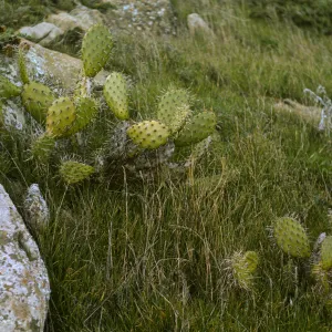 Opuntia littoralis, San Miguel Island