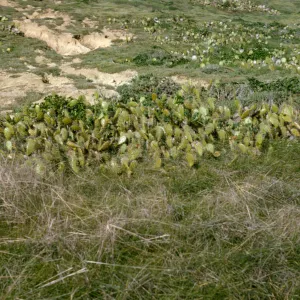 Opuntia (Prickly-pear), San Miguel Island