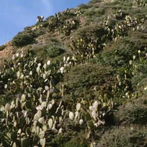Opuntia (Prickly-pear), San Miguel Island