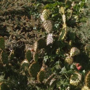 Opuntia (Prickly-pear), San Miguel Island