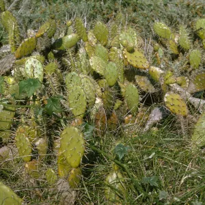 Opuntia O602 (Prickly-pear), San Miguel Island