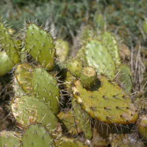 Opuntia O602 (Prickly-pear), San Miguel Island