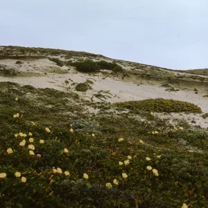 Lavatera on San Miguel Island