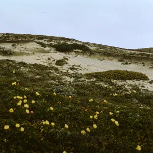 Lavatera on San Miguel Island