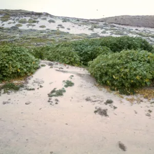 Lavatera on San Miguel Island