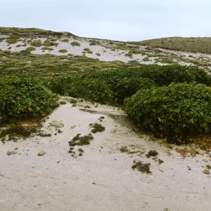 Lavatera on San Miguel Island