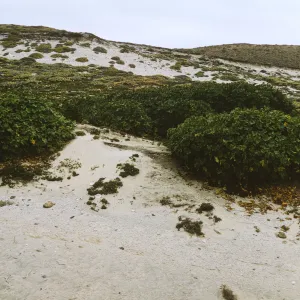 Lavatera on San Miguel Island