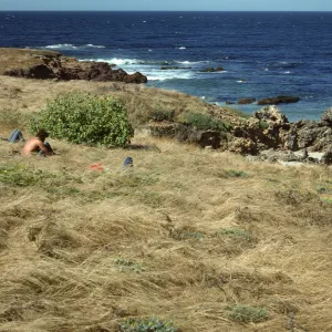 eastern Lavatera population, San Miguel Island