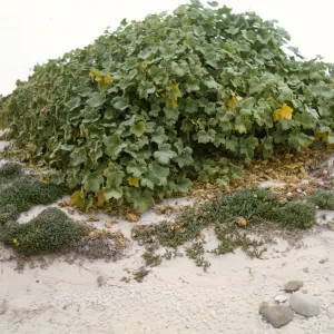 Lavatera assurgentiflora, San Miguel Island