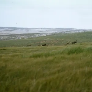 ten burros, San Miguel Island