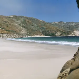 Malacothrix hybrid site, San Miguel Island