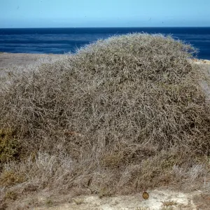 Lycium californicum on San Nicolas Island