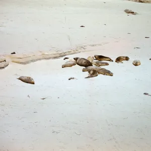 Seals on the beach, southwest end of San Nicolas Island