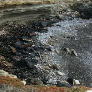 oil deposits on a rocky beach, San Nicolas Island