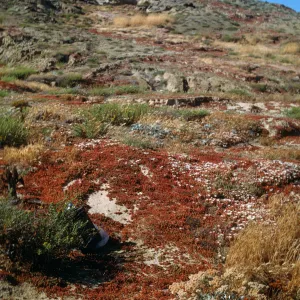Eriogonum grande ssp. timorum, San Nicolas Island