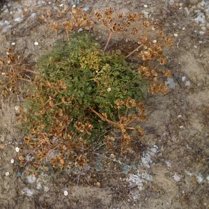 Lomatium insulare, San Nicolas Island